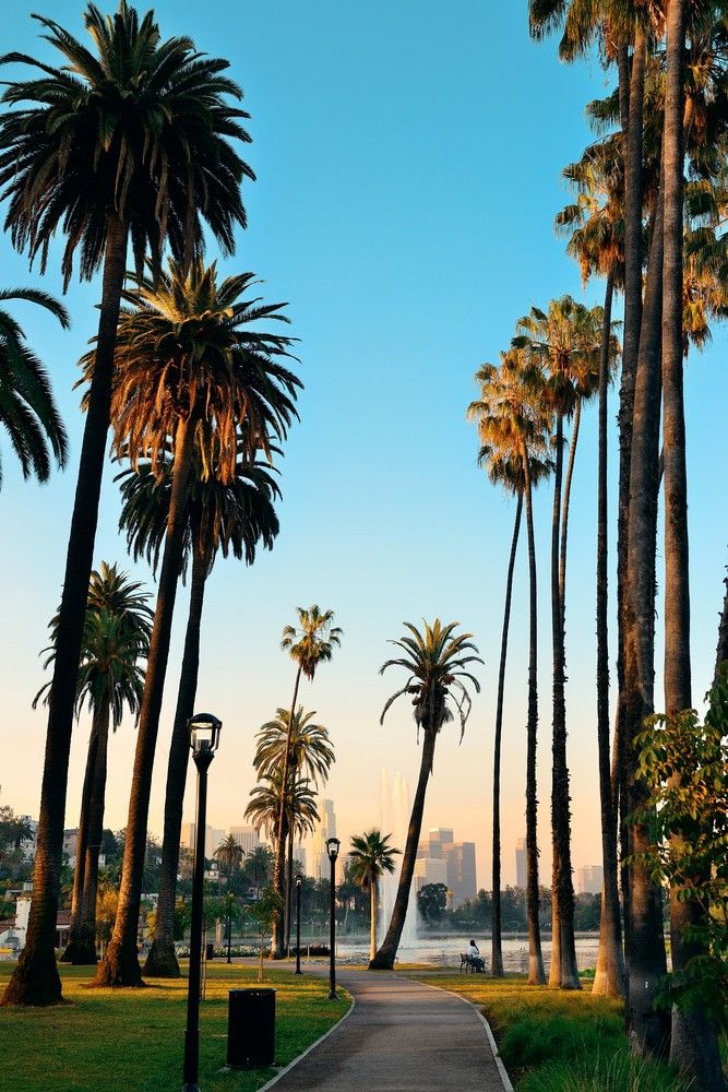 palm trees in a park in Los Angeles, California